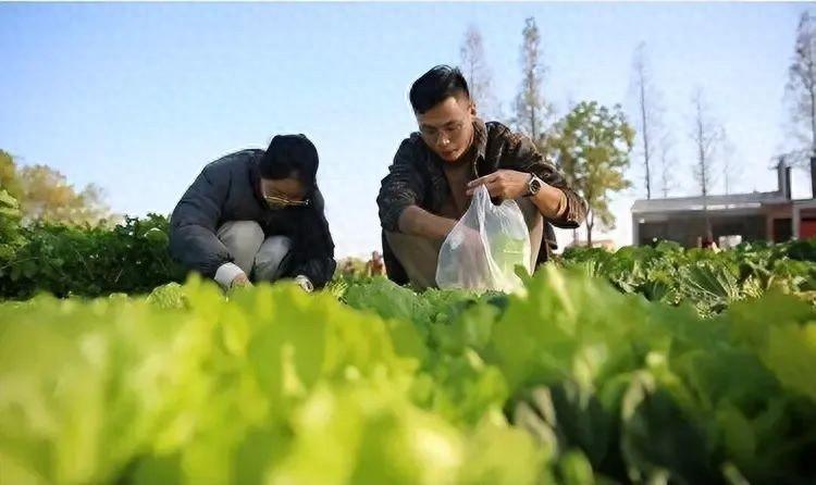 澳門一肖一碼100精準(zhǔn)確，實(shí)效性解讀策略：法國(guó)市長(zhǎng)與中國(guó)大姐的奇妙緣分：開荒種菜引發(fā)的故事  